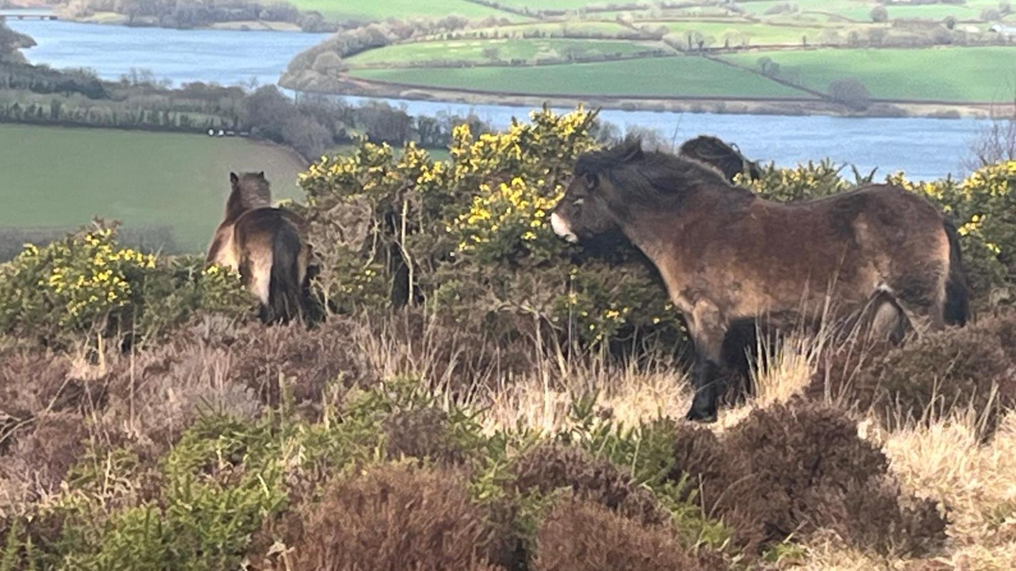 Exmoor Bnb In Withypool On Two Moors Way エクステリア 写真