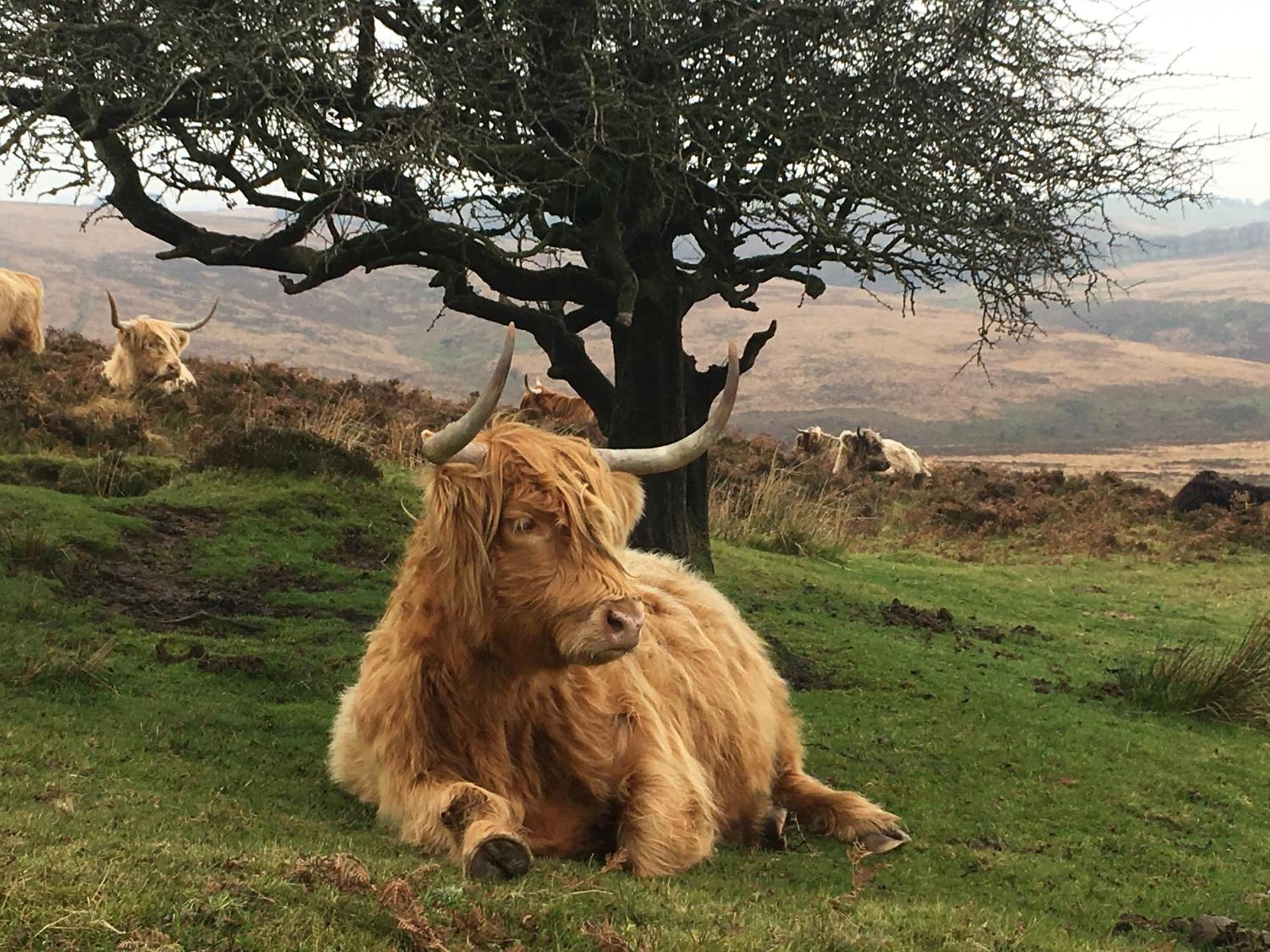 Exmoor Bnb In Withypool On Two Moors Way エクステリア 写真