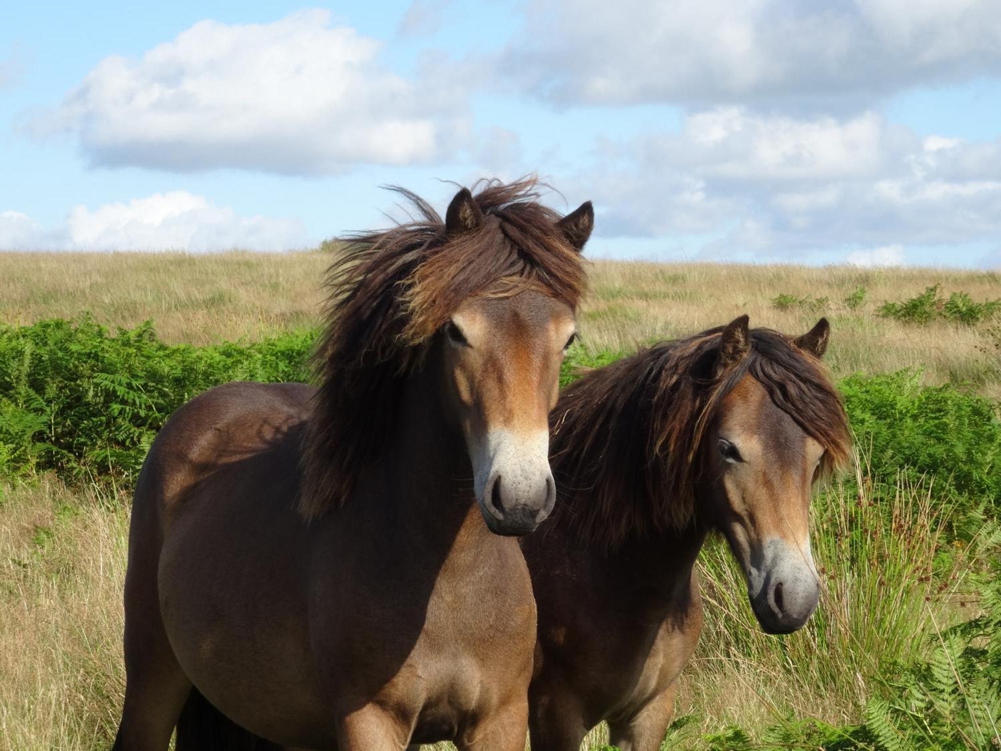 Exmoor Bnb In Withypool On Two Moors Way エクステリア 写真